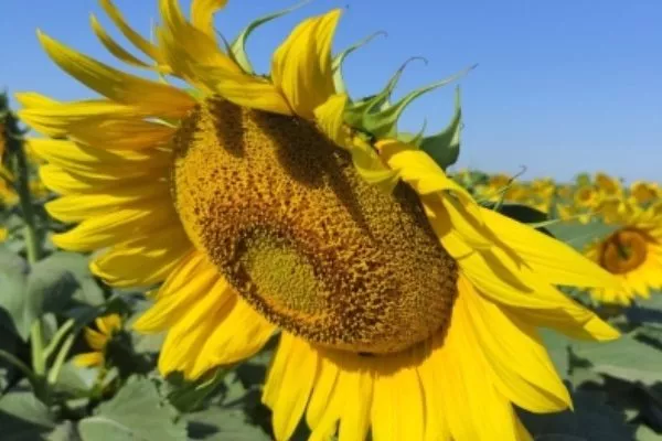 сорт подсолнечника Гепард