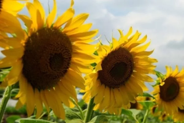 сорт подсолнечника Дракарис СЛП