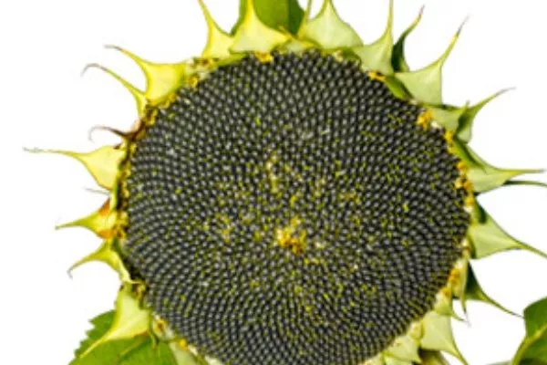 сорт подсолнечника Дуэт СЛ