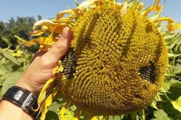 сорт подсолнечника ЕС Белла