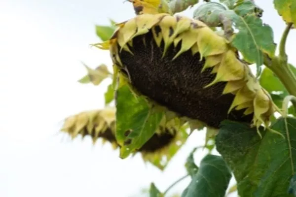 сорт подсолнечника ЕС Генезис