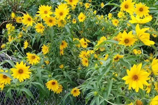 сорт подсолнечника Золотая гирлянда