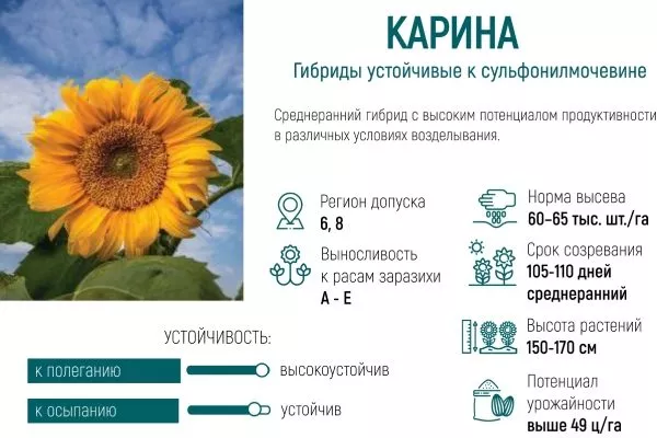 сорт подсолнечника Карина