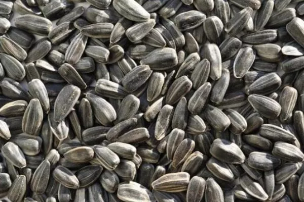 сорт подсолнечника Куба