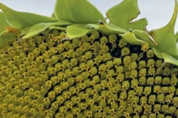 сорт подсолнечника Лондон СУ