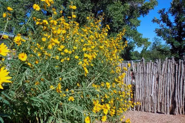 сорт подсолнечника Максимилиан