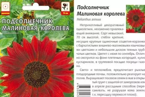 сорт подсолнечника Малиновая королева