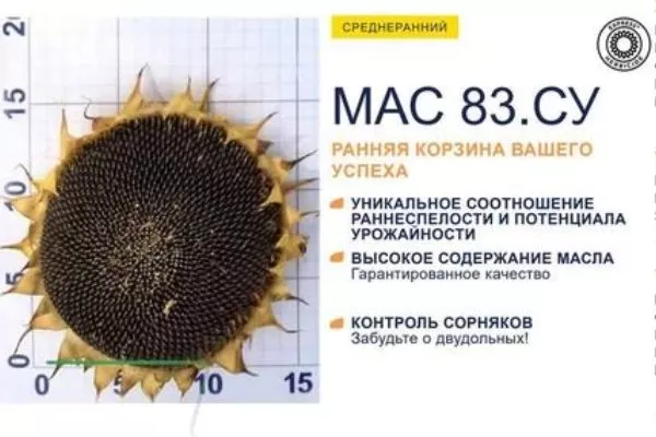 сорт подсолнечника МАС 83 СУ