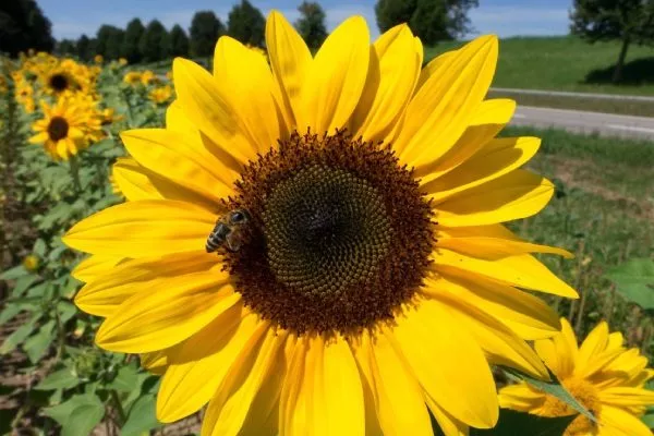 сорт подсолнечника Мастер