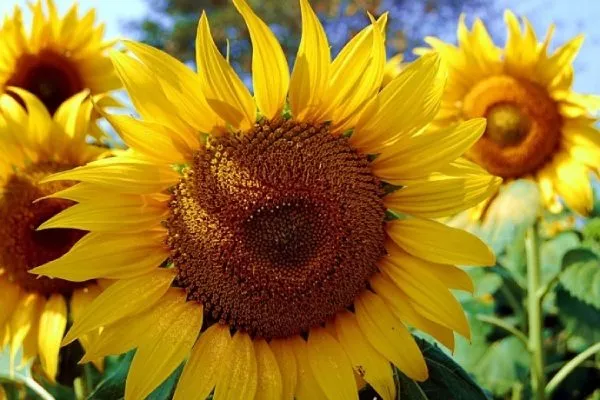 сорт подсолнечника НК Неома