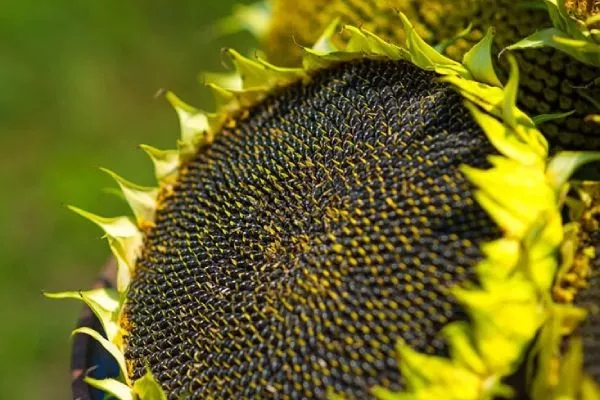 сорт подсолнечника НК Роки