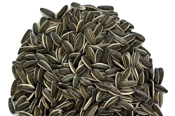 сорт подсолнечника НСX 6012