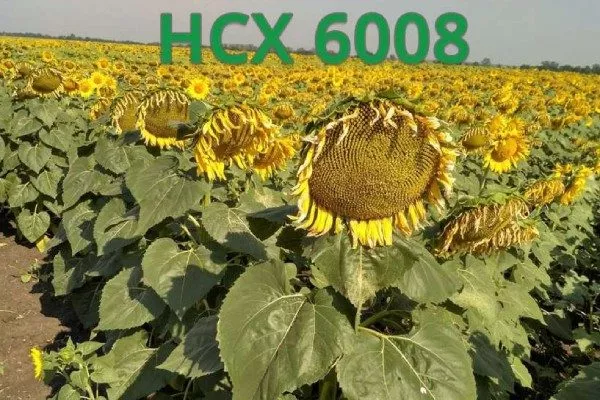 сорт подсолнечника НСХ 6008
