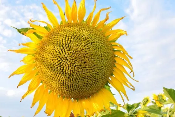 сорт подсолнечника Оазис КЛП