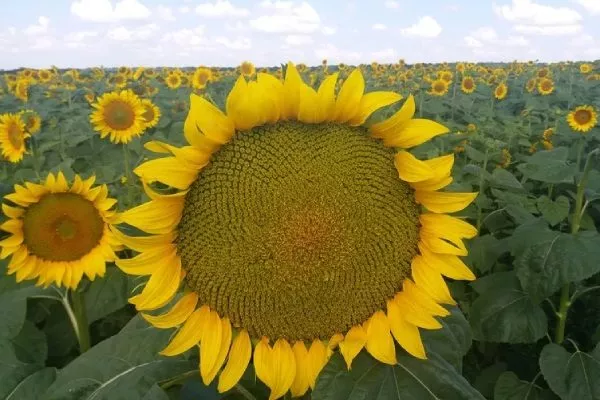 сорт подсолнечника Рейна