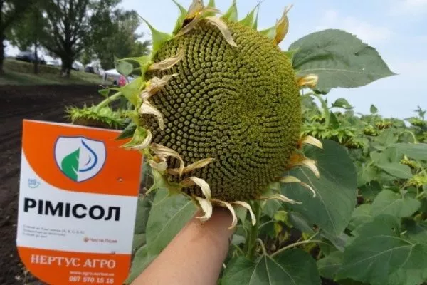 сорт подсолнечника Римисол