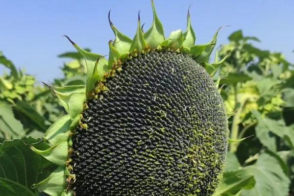 сорт подсолнечника Сафари