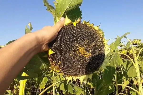 сорт подсолнечника Сузука HTS