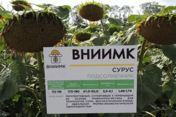 сорт подсолнечника Сурус