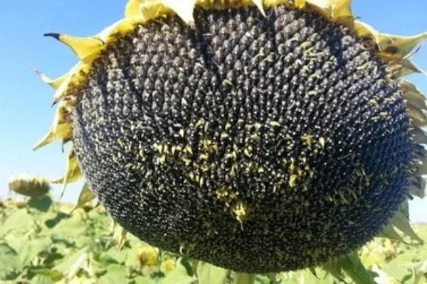 сорт подсолнечника Тальда