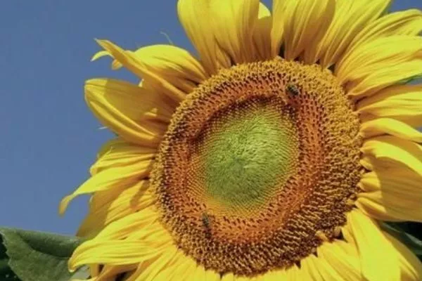 сорт подсолнечника Туника