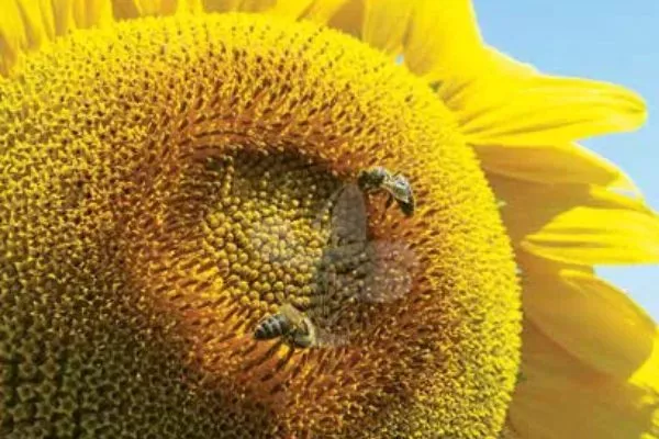 сорт подсолнечника Тунка