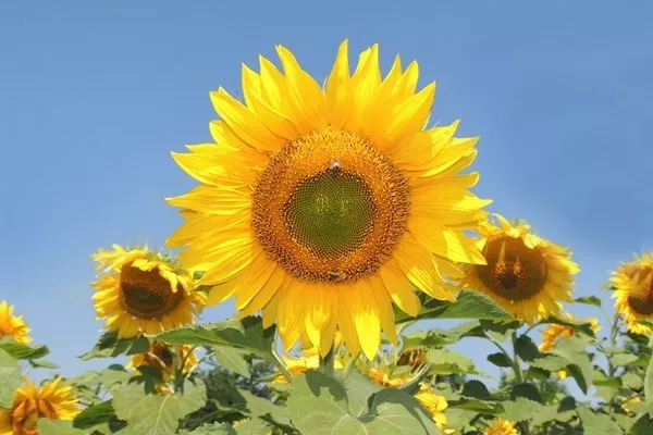 сорт подсолнечника Умник