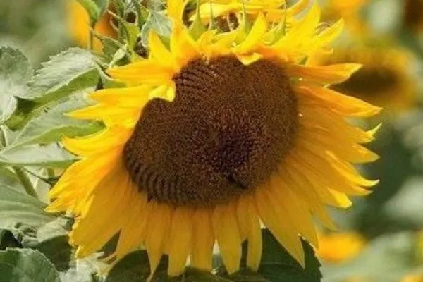 сорт подсолнечника Экселент