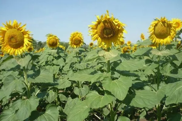 сорт подсолнечника Енисей