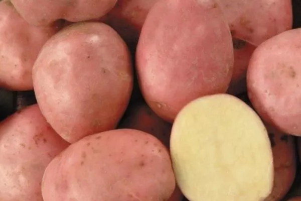 Картофель Кумач