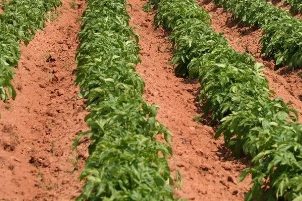 описание куста