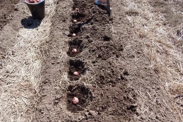 посадка картофеля Кумач