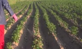 уход за картофелем