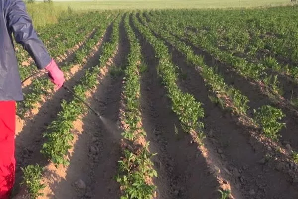 уход за картофелем