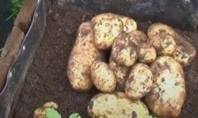 Картофель Варяг