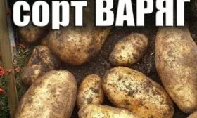 сорт картофеля Варяг