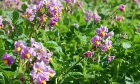 цветение картофеля Варяг