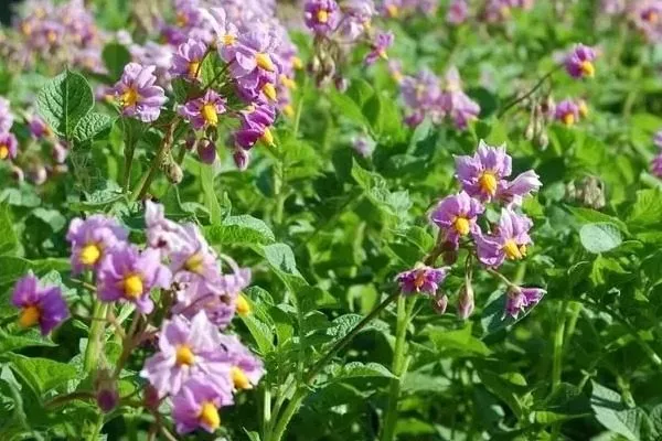 цветение картофеля Варяг