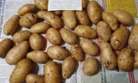 картофель варяг