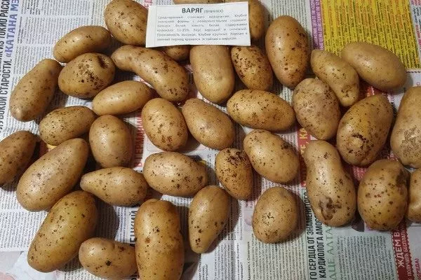 картофель варяг