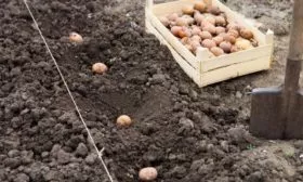 посадка картофеля