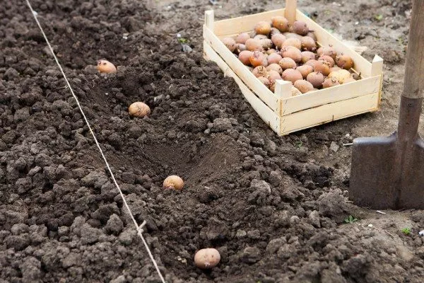 посадка картофеля