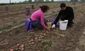 уборка картофеля