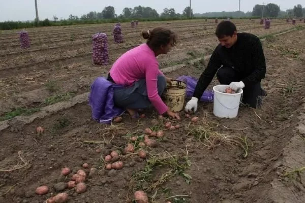 уборка картофеля