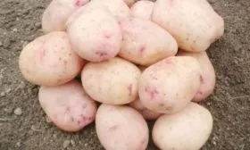 Картофель Аврора