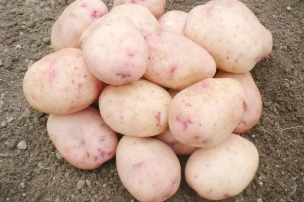 Картофель Аврора