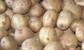 Описание клубней