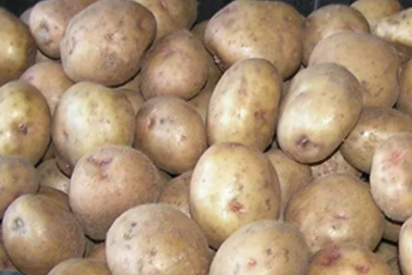 Описание клубней