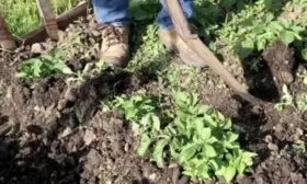 окучивание картофеля