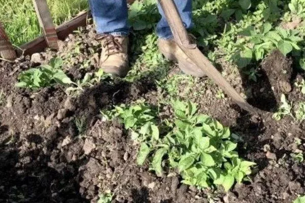 окучивание картофеля